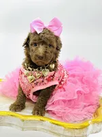 Stella Ray 👛, a female Soft Coated Wheaten Terrier for sale in Pearson, GA – Photo 8 of 10