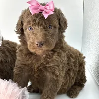 Stella Ray 👛, a female Soft Coated Wheaten Terrier for sale in Pearson, GA – Photo 7 of 10