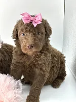 Stella Ray 👛, a female Soft Coated Wheaten Terrier for sale in Pearson, GA – Photo 7 of 10