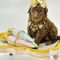 Stella Ray 👛, a female Soft Coated Wheaten Terrier for sale in Pearson, GA – Photo 6 of 10