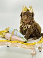 Stella Ray 👛, a female Soft Coated Wheaten Terrier for sale in Pearson, GA – Photo 6 of 10