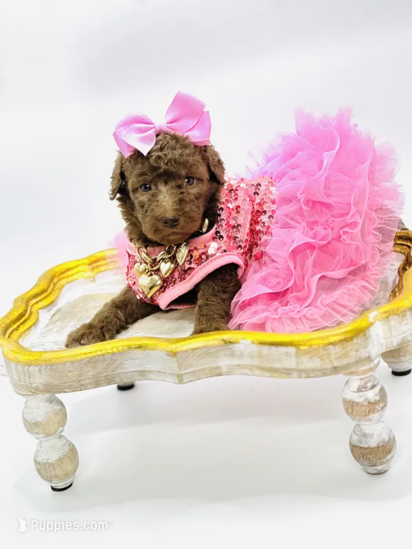 Stella Ray 👛, a female Soft Coated Wheaten Terrier for sale in Pearson, GA – Photo 1 of 10