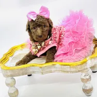 Stella Ray 👛, a female Soft Coated Wheaten Terrier for sale in Pearson, GA – Photo 1 of 10