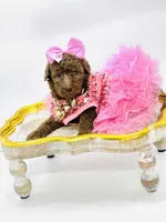 Stella Ray 👛, a female Soft Coated Wheaten Terrier for sale in Pearson, GA – Photo 1 of 10