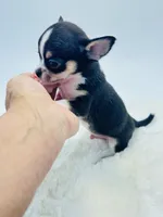 Micro Tiny Boy 💙, a male Chihuahua for sale in Pearson, GA – 2 of 5