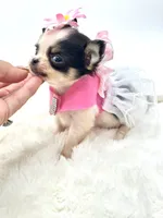 Micro Tiny girl 🎀, a female Chihuahua for sale in Pearson, GA – 8 of 10