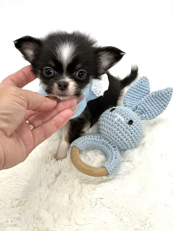 Micro Tiny long coat Boy 💙 – Chihuahua puppy for sale in Pearson, GA