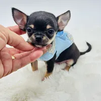 Micro Boy 💙, a male Chihuahua for sale in Pearson, GA – 4 of 10
