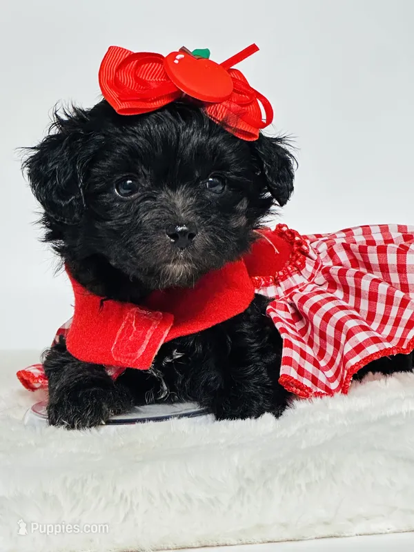 Bella 🩷 – Maltipoo puppy for sale in Pearson, GA