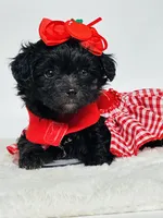 Bella 🩷, a female Maltipoo for sale in Pearson, GA – 5 of 8
