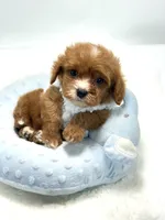 Tiny Teddy 💙, a male Cavapoo for sale in Pearson, GA – 3 of 7