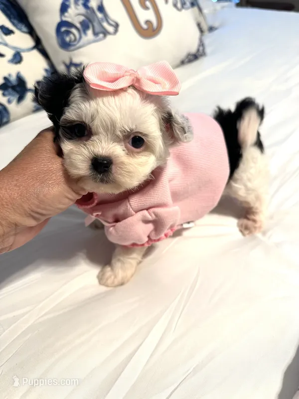 Tiny Lacy 🩷 – Shihpoo puppy for sale in Pearson, GA