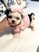 Tiny Lacy 🩷, a female Shihpoo for sale in Pearson, GA – 1 of 10