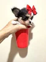 Going home to Kansas 🩷, a female Chihuahua for sale in Pearson, GA – 3 of 10