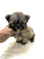 Xx Tiny Boy 💙, a male Shihpoo for sale in Pearson, GA – 3 of 5
