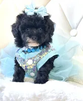 Tiny Sadie Mae 🎀, a female Poodle - Toy  for sale in Pearson, GA – 1 of 5