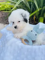 Tiny Blue Merle Boy 💙, a male Poodle - Toy  and Toy Australian Shepherd for sale in Pearson, GA – 6 of 6