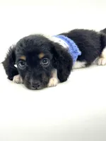 Tiny Tri Boy 💙, a male Miniature Dachshund for sale in Pearson, GA – Photo 3 of 7