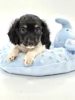 Tiny Tri Boy 💙, a male Miniature Dachshund for sale in Pearson, GA – Photo 2 of 7