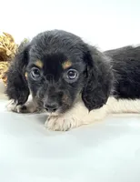 Tiny Tri Boy 💙, a male Miniature Dachshund for sale in Pearson, GA – Photo 7 of 7