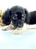 Tiny Tri Boy 💙, a male Miniature Dachshund for sale in Pearson, GA – Photo 6 of 7