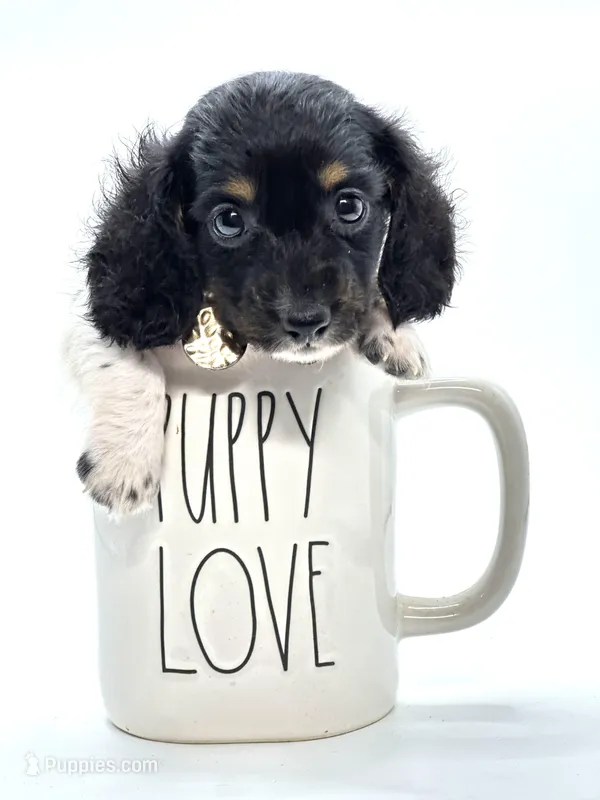 Tiny Tri Boy 💙, a male Miniature Dachshund for sale in Pearson, GA – Photo 1 of 7