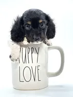 Tiny Tri Boy 💙, a male Miniature Dachshund for sale in Pearson, GA – Photo 1 of 7