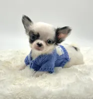 Micro Tiny Peanut 💙, a male Chihuahua for sale in Pearson, GA – 2 of 9