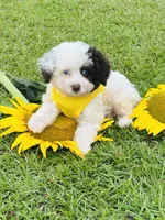 Merle blue eyes 💙, a male Miniature Aussiedoodle for sale in Pearson, GA – 6 of 6