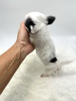 Micro Tiny Peanut 💙, a male Chihuahua for sale in Pearson, GA – 5 of 9