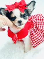 XXX Tiny Teacup Dolly 🎀, a female Chihuahua for sale in Pearson, GA – 4 of 10