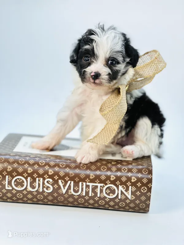 Merle Boy 🩵 – Poodle - Toy , Miniature Aussiedoodle puppy for sale in Pearson, GA