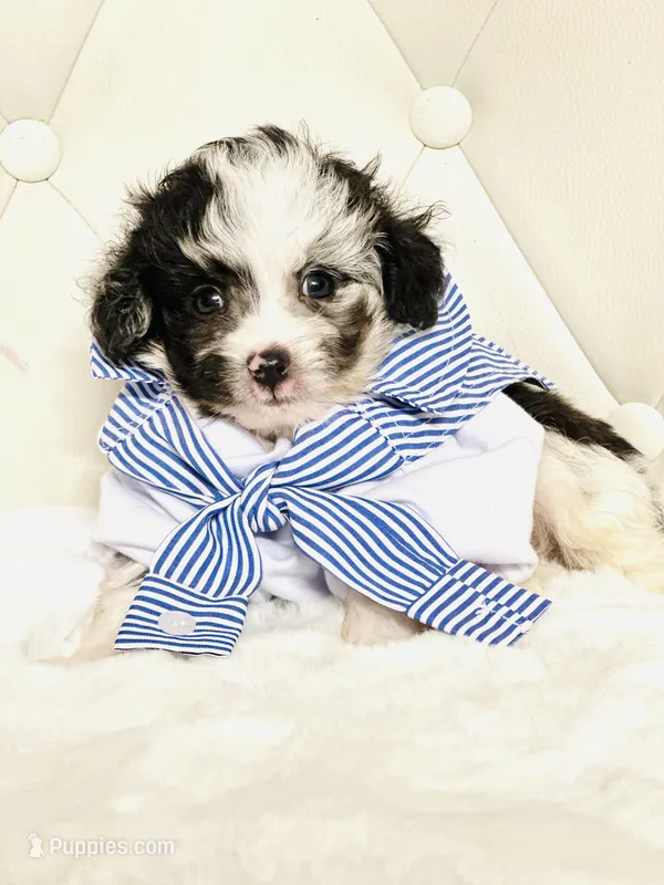 Merle Boy 🩵 – Poodle - Toy , Miniature Aussiedoodle puppy for sale in Pearson, GA