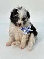 Merle Boy 🩵, a male Poodle - Toy  and Miniature Aussiedoodle for sale in Pearson, GA – Photo 2 of 3