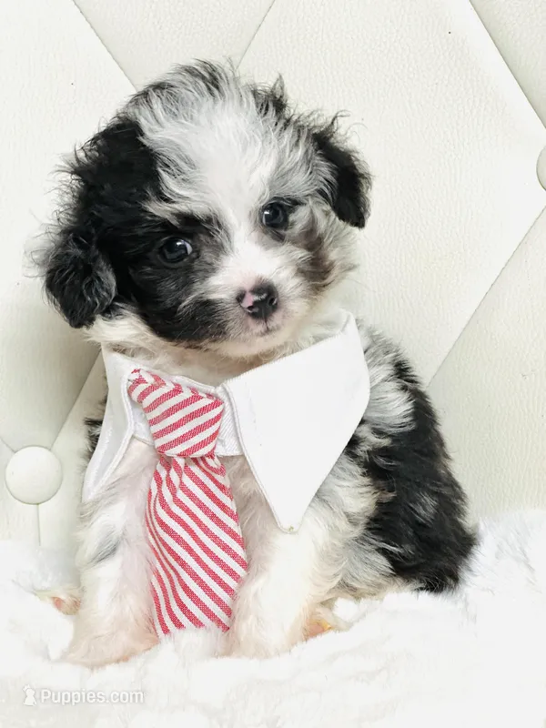 Merle Boy 🩵 – Poodle - Toy , Miniature Aussiedoodle puppy for sale in Pearson, GA