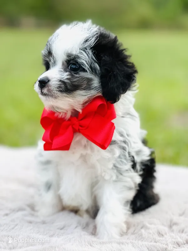 Merle Boy 🩵 – Poodle - Toy , Miniature Aussiedoodle puppy for sale in Pearson, GA