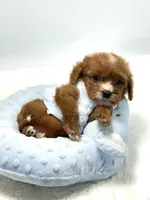Tiny Teddy 💙, a male Cavapoo for sale in Pearson, GA – 4 of 7