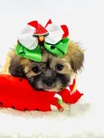Tiny Girl 🎀, a female Shihpoo for sale in Pearson, GA – 6 of 9