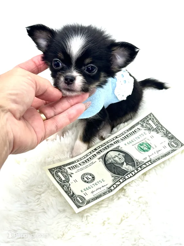 Micro Tiny long coat Boy 💙 – Chihuahua puppy for sale in Pearson, GA