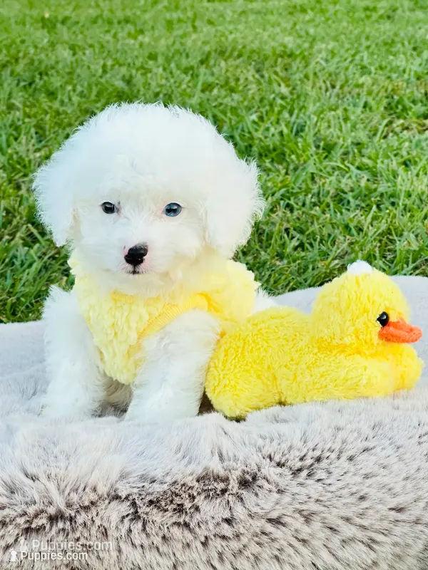 Tiny Blue Eye Boy 💙 – Poodle - Toy , Toy Australian Shepherd puppy for sale in Pearson, GA