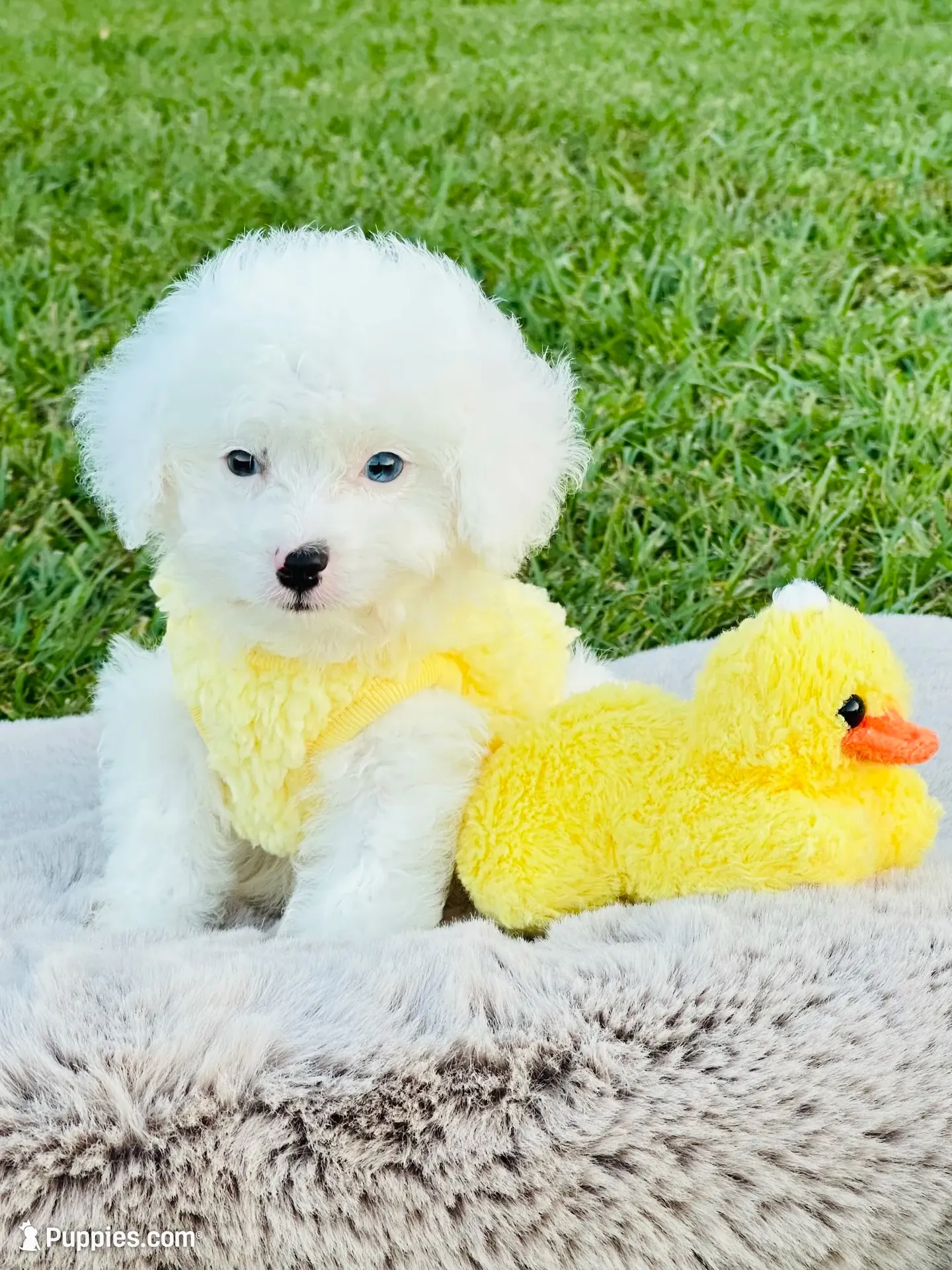 Tiny Blue Eye Boy 💙, a male Poodle - Toy  and Toy Australian Shepherd for sale in Pearson, GA – 1 of 10