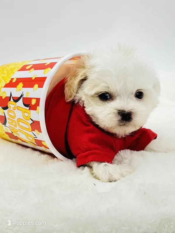 Tiny Teddy 💙 – Shihpoo puppy for sale in Pearson, GA