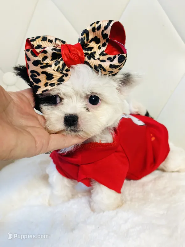 Tiny Lacy 🩷 – Shihpoo puppy for sale in Pearson, GA