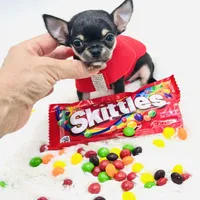 Micro Boy 💙, a male Chihuahua for sale in Pearson, GA – 6 of 10