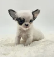 Micro Tiny Peanut 💙, a male Chihuahua for sale in Pearson, GA – 8 of 9