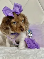Lily Grace , a female Miniature Dachshund for sale in Pearson, GA – 3 of 10