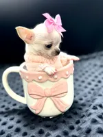 XXX Tiny Teacup Girl 🩷, a female Chihuahua for sale in Pearson, GA – 8 of 10