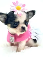 Micro Tiny girl 🎀, a female Chihuahua for sale in Pearson, GA – 3 of 10