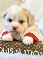 Charlie 💙, a male Shihpoo for sale in Pearson, GA – Photo 3 of 5