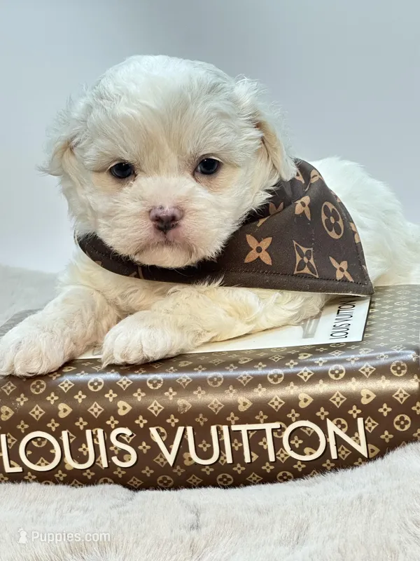 Charlie 💙 – Shihpoo puppy for sale in Pearson, GA